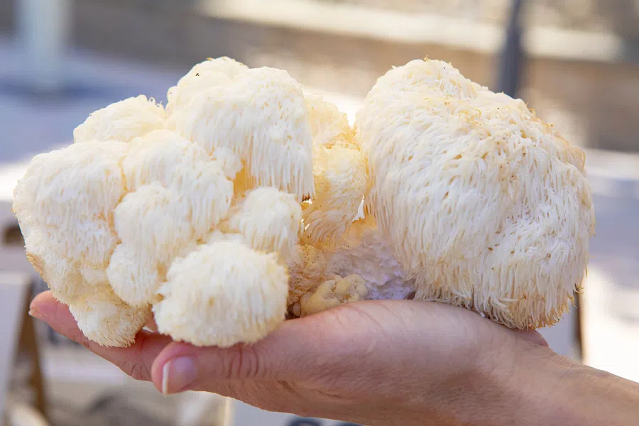 Cogumelo lion's mane, conhecido por seus potenciais benefícios cognitivos e de recuperação para atletas